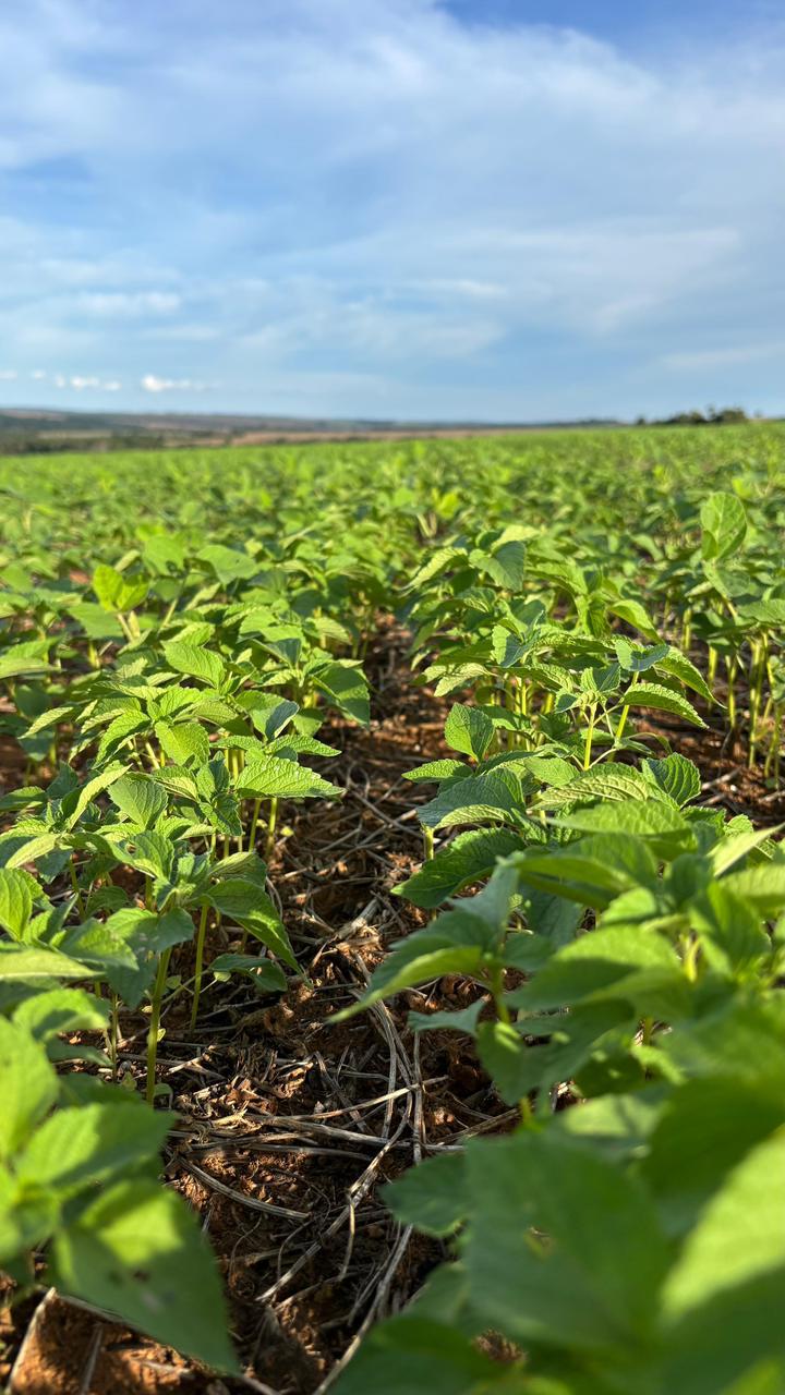Campo e produtores parceiros no Cerrado